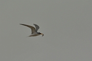 Little tern